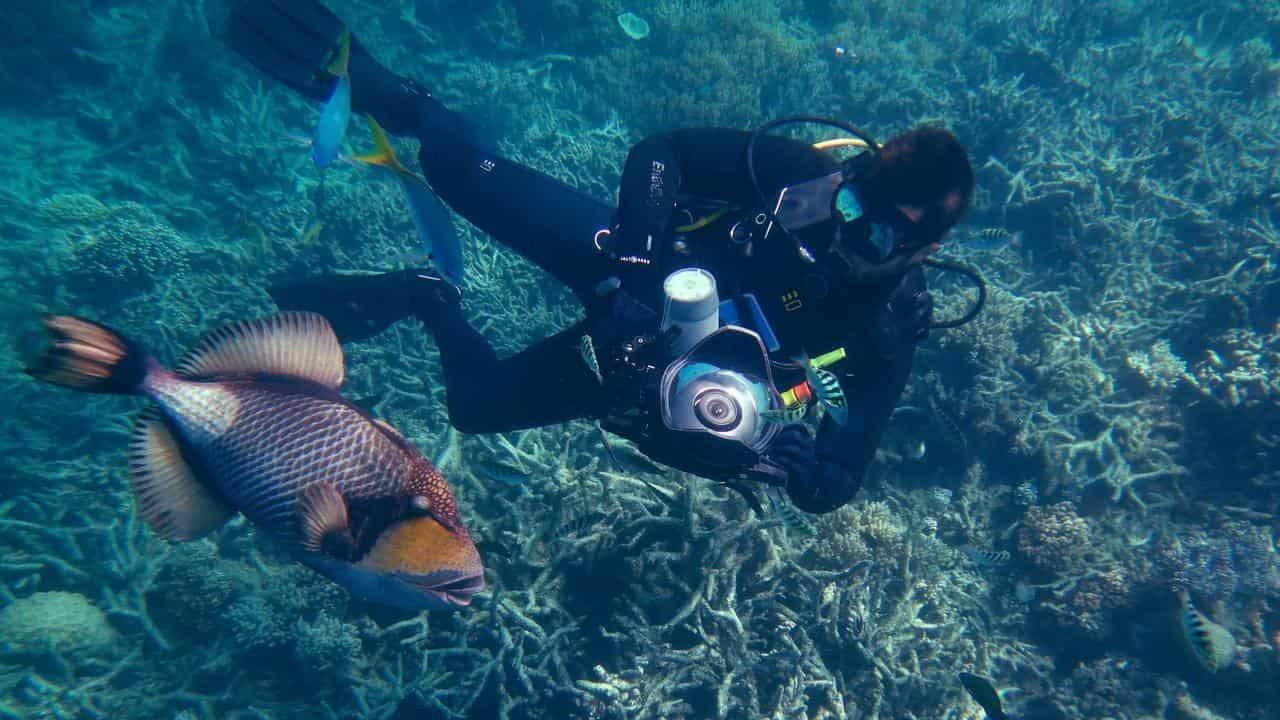 'Ecological grief' a motivator for reef restorers