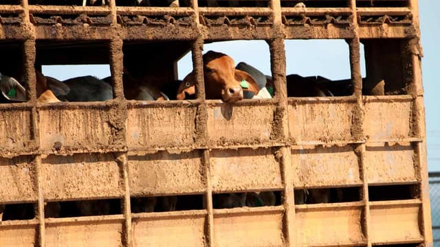 Judge's ire as 'glacial' cattle export lawsuit plods on