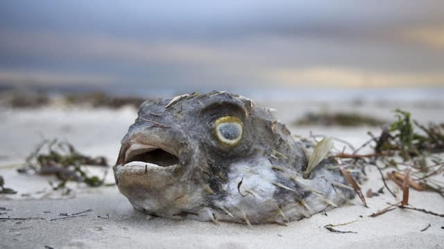 Algal bloom crisis to go under Senate microscope