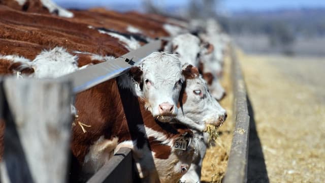 Axing of US beef ban sparks call for independent review