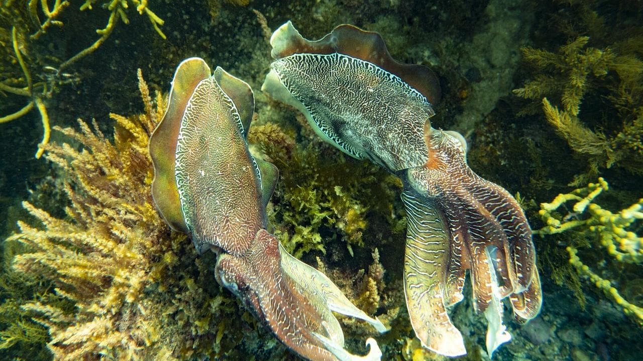 Cuttlefish catastrophe feared from deadly algal bloom