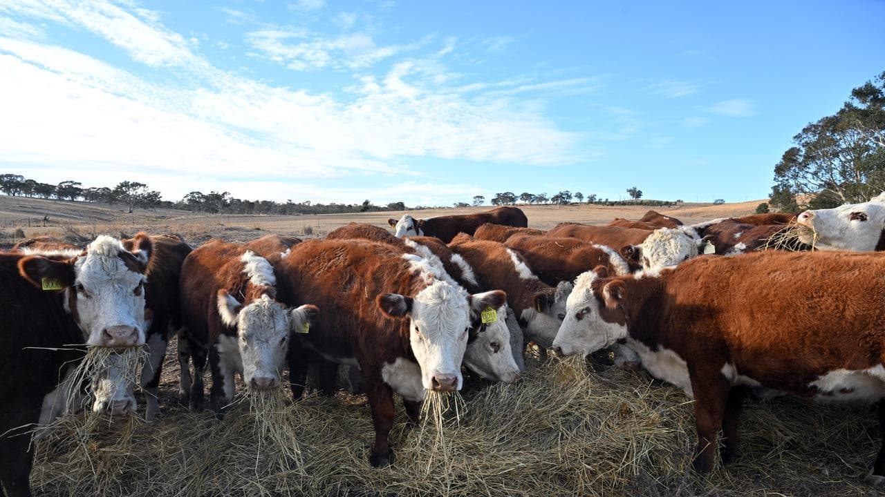US steaks on the barbie: Trump smug on Aust beef u-turn