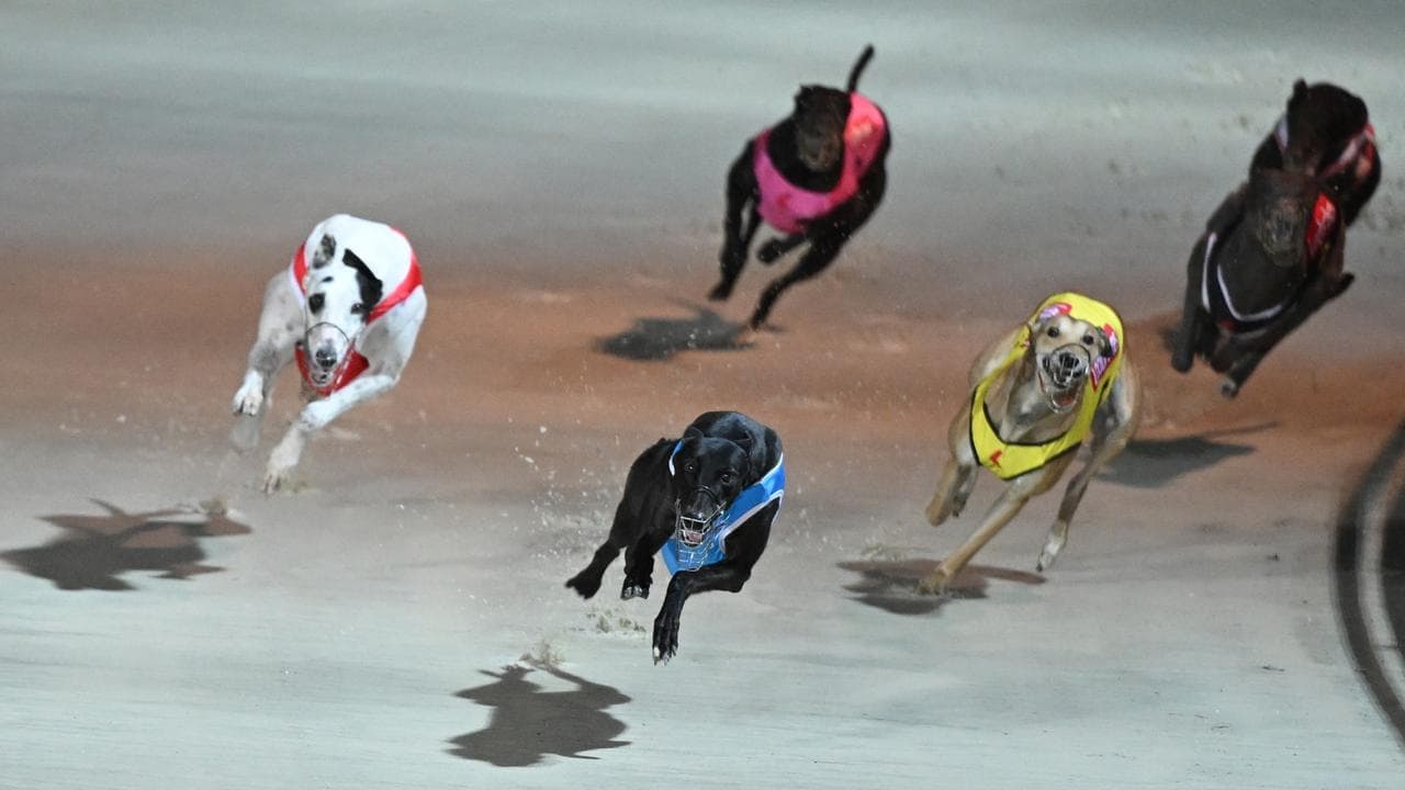 Another greyhound racing ban could see dishlickers done