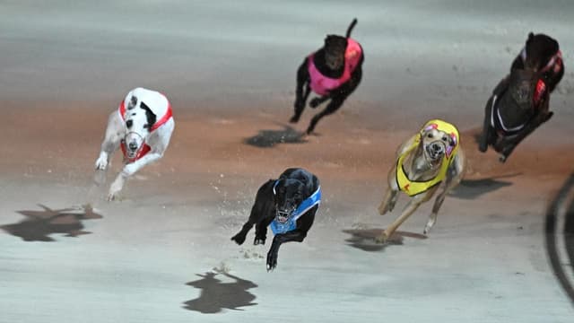 Another greyhound racing ban could see dishlickers done