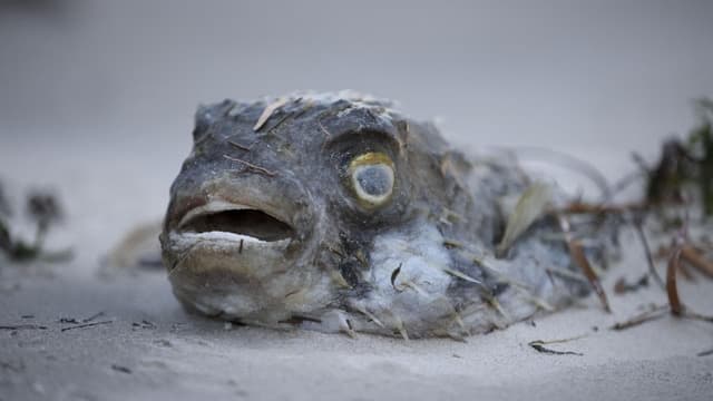 Apology over slow response to algal bloom crisis