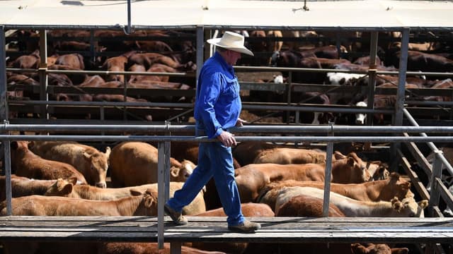 Aussie beef a hot commodity as US imports hit a high