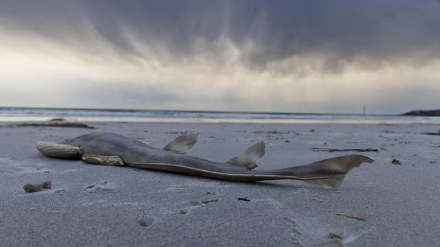 'We're open', but tourists scared off by algal bloom