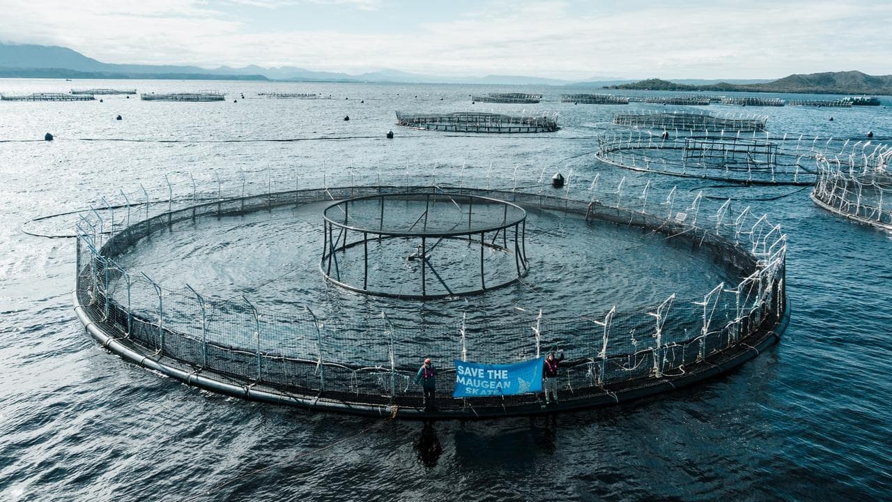 Salmon farms green lit, but conservation fight not over