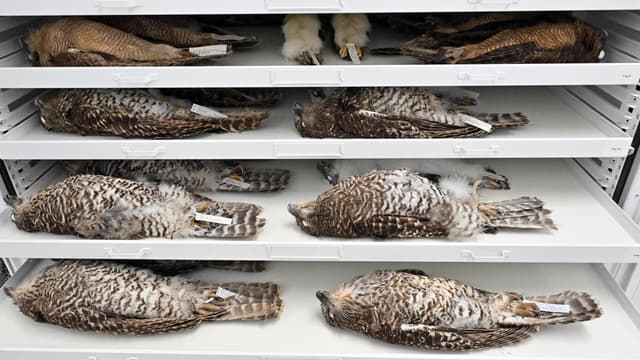 Climate adaptation secrets hidden in reptilian genes