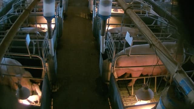 Piggery video charges against animal activist dismissed