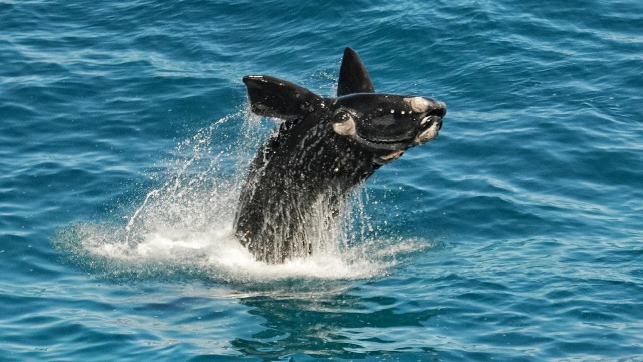 A whale of a time: record sightings at season's start
