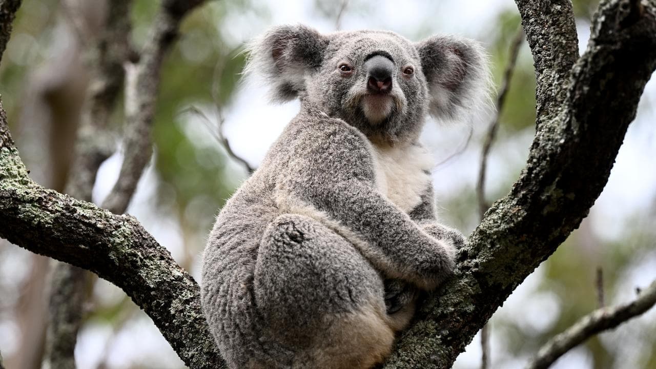 Bulldozers decimating koala habitats, advocates warn
