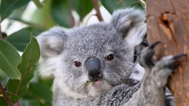 Tourism, carbon credits and koalas to replace logging