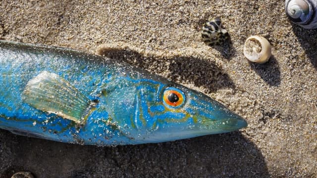 Marine heatwave disaster warnings ignored for two years