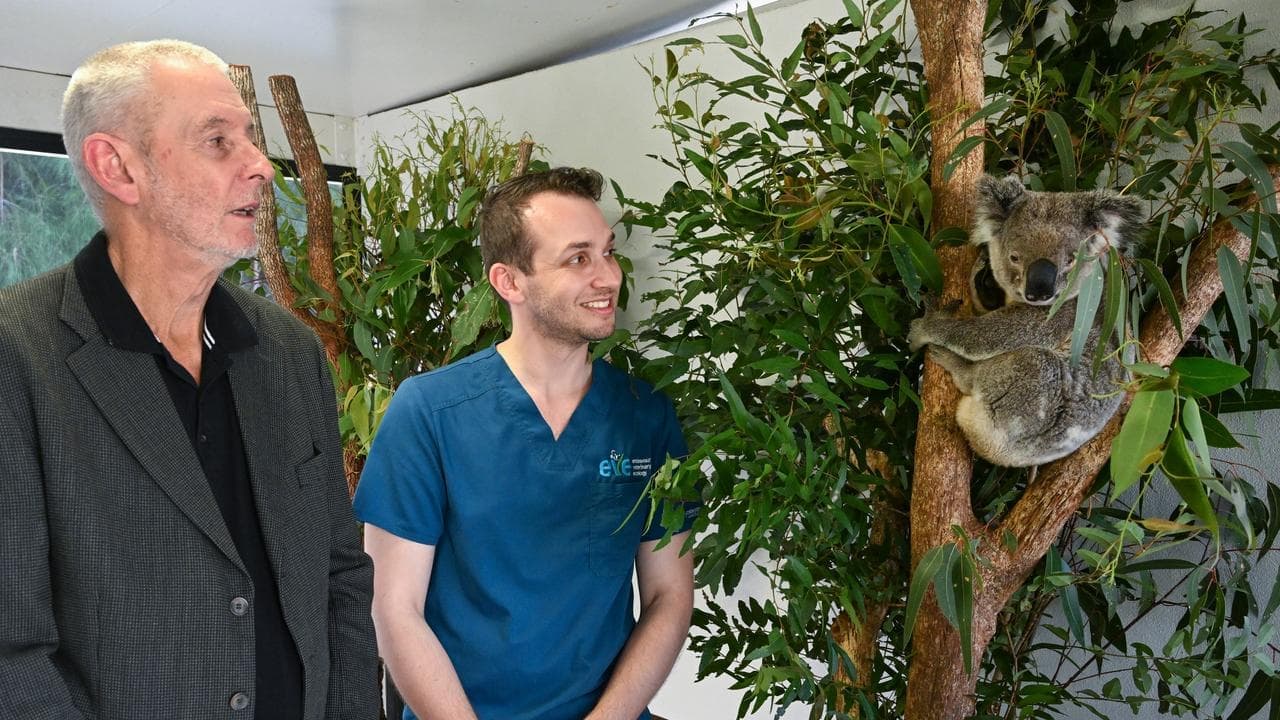 Koala vaccine hailed but rollout cost too much to bear