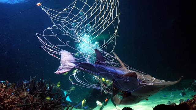 People prioritised as wildlife-killing shark nets stay