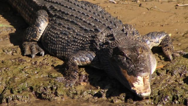 Croc Hunter's dad sinks boot into US influencer 'goose'