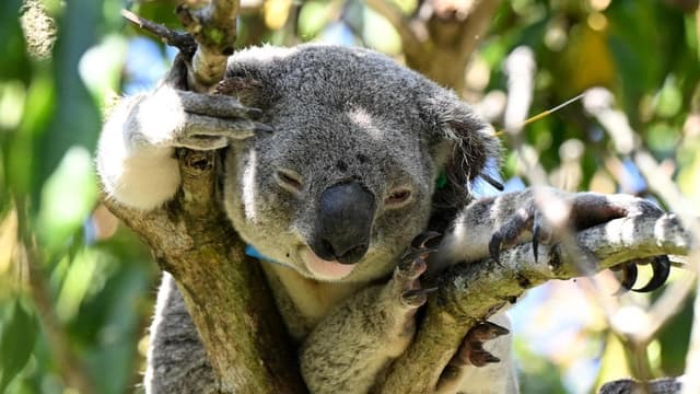 'Massive divisions' while koala park awaits approval
