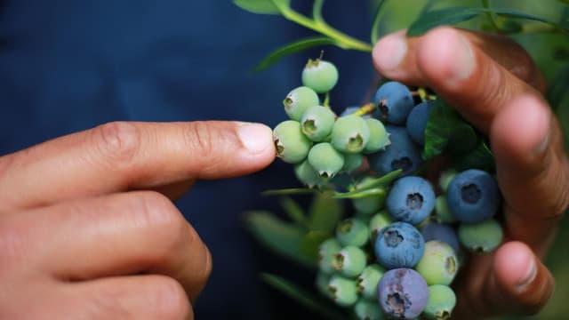 Migrant worker heat deaths spark calls for visa changes