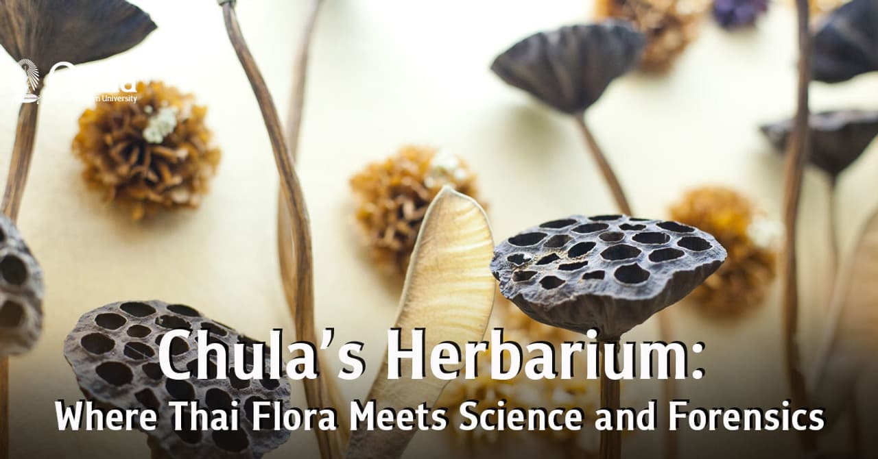 Chulalongkorn University's Herbarium Preserves Thai Flora for Research and Criminal Investigations