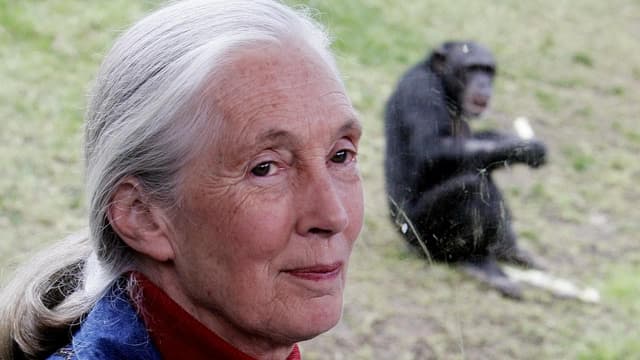 Wildlife advocate and primate expert Jane Goodall dies