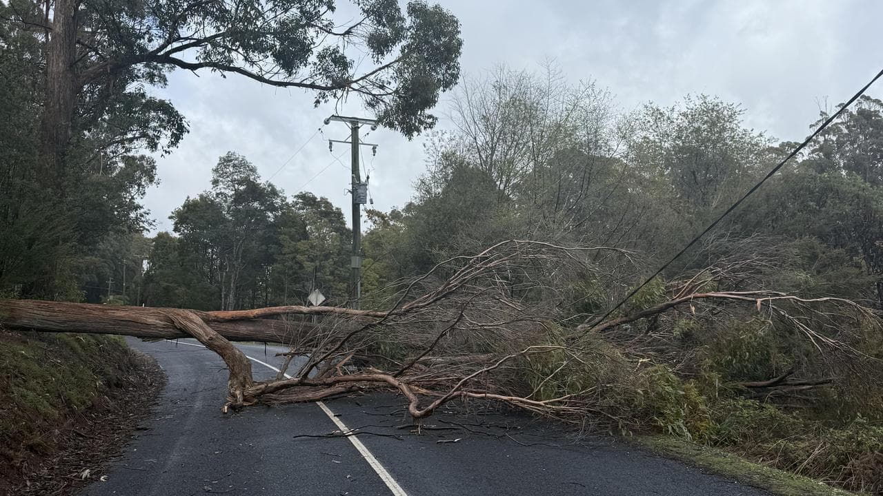 Two killed as wild winds fell trees, cut power to homes