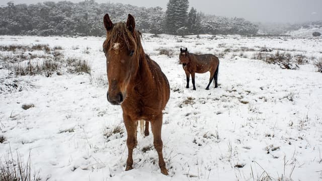 Brumbies' special protection in alpine park set for axe
