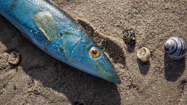 Fishing limits imposed as algal bloom hits stocks