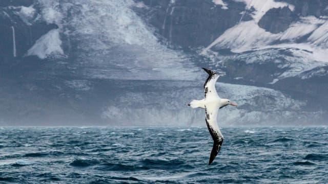 Minister downplays risk of bird flu after seal deaths