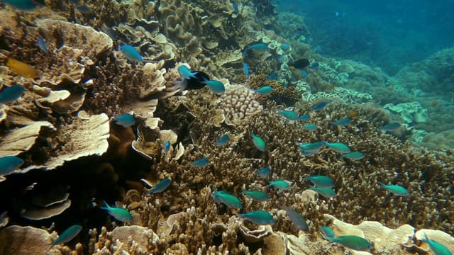 Time running out for 'irreplaceable' $95b reef