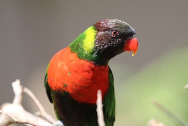 Kedis Mewali to Bali: The Homecoming of the Red-breasted Parakeet Revives Hope for Bali's Natural Restoration