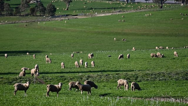 Sheep and beef behind rise in farmer sentiment