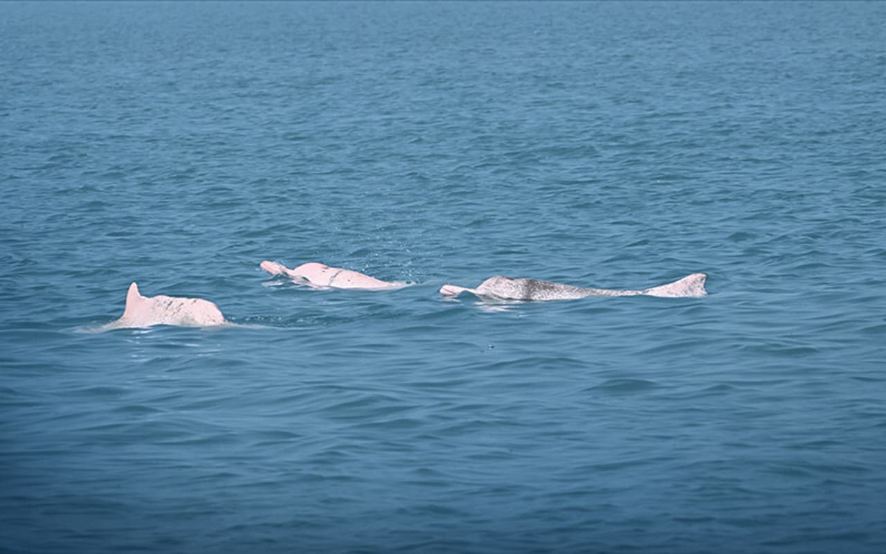 AI Solution Shows Early Success in Protecting Chinese White Dolphins
