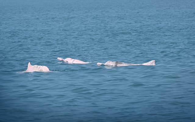AI Solution Shows Early Success in Protecting Chinese White Dolphins
