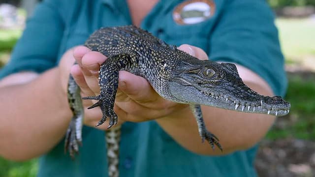 Pet crocodile plans scaled up by territory's snap call