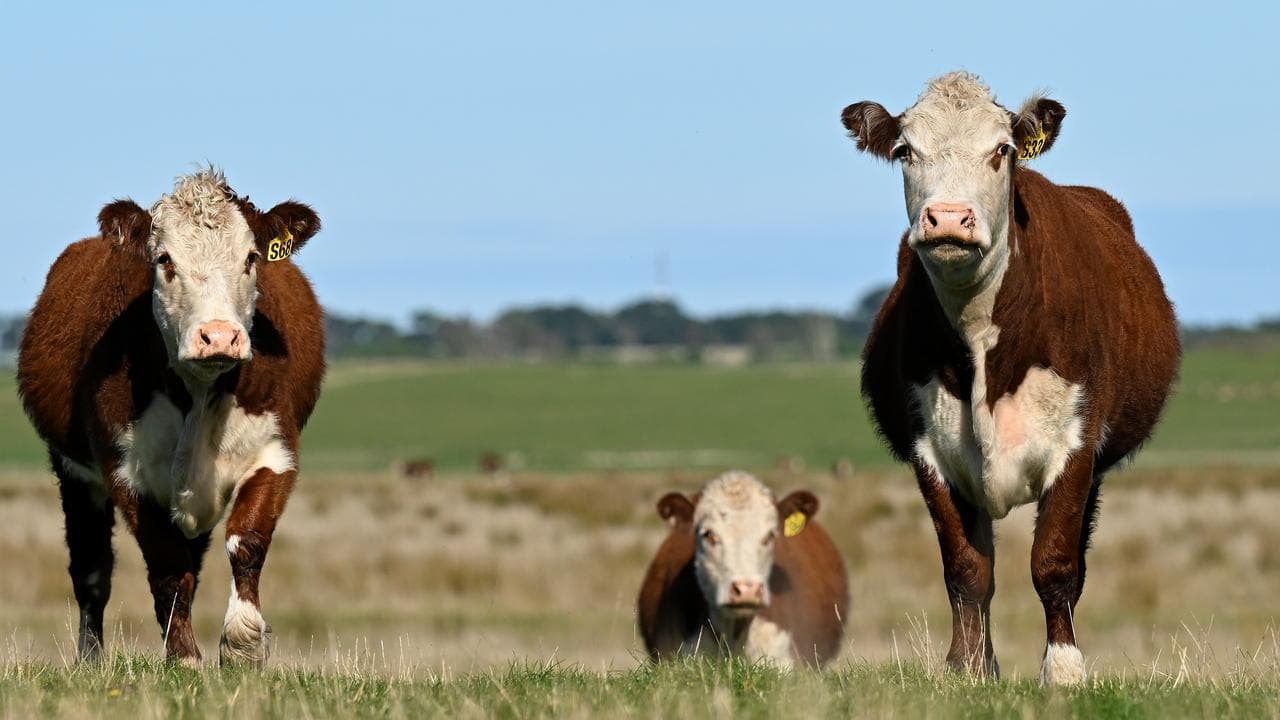 Australian push for zero US tariffs after beef reprieve