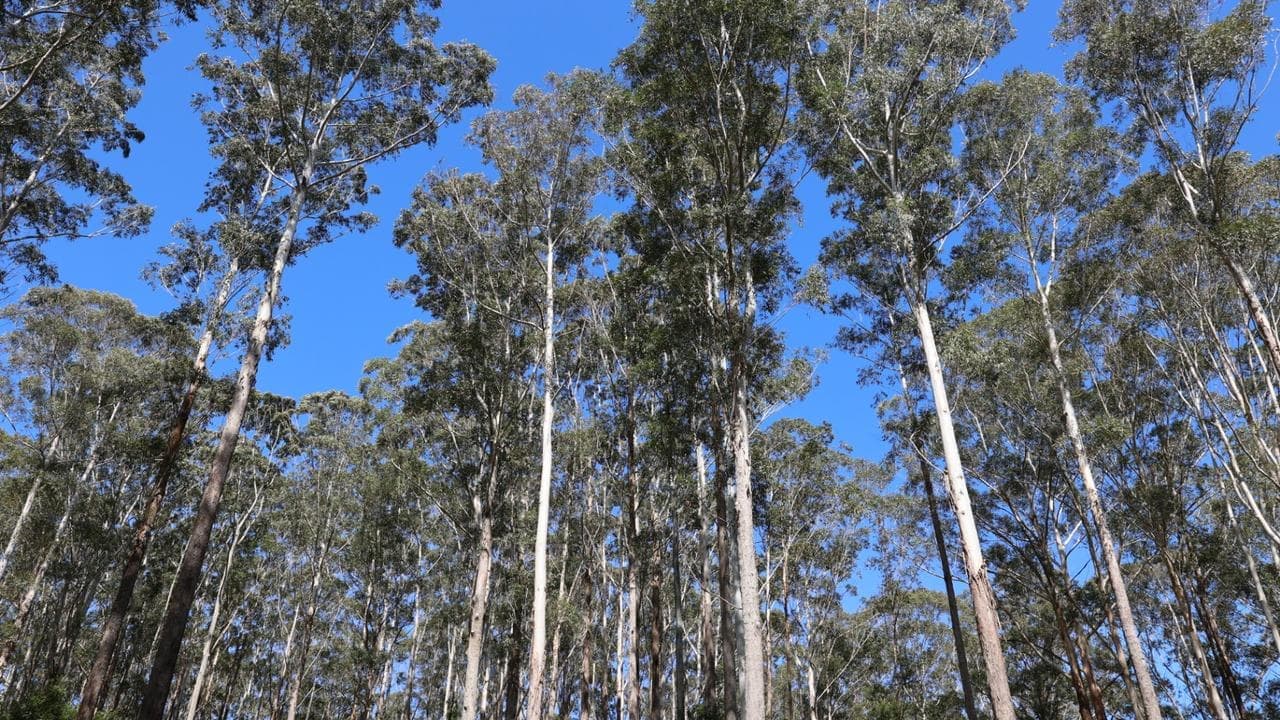 Federal environment laws 'won't fix' project backlog