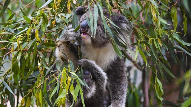 Labor faces major roadblocks in bid to pass nature laws