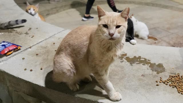 Feral cats on list as New Zealand toughens conservation