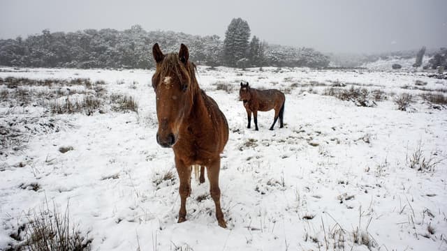 Brumby's days numbered after shift in alpine regions