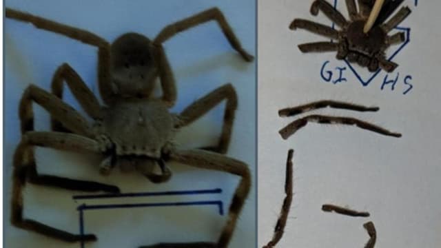 Clues unveiled in hunt for school bomb extortionist