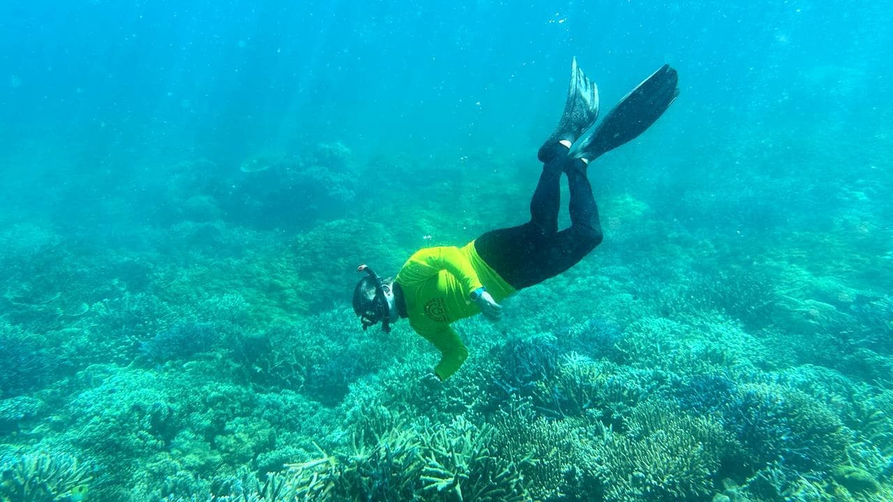 Heatwave, disease 'catastrophic' combo for hardy corals