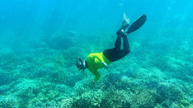 Heatwave, disease 'catastrophic' combo for hardy corals