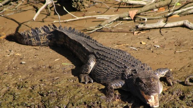 'Claim back our waterways': calls for crocodile culls