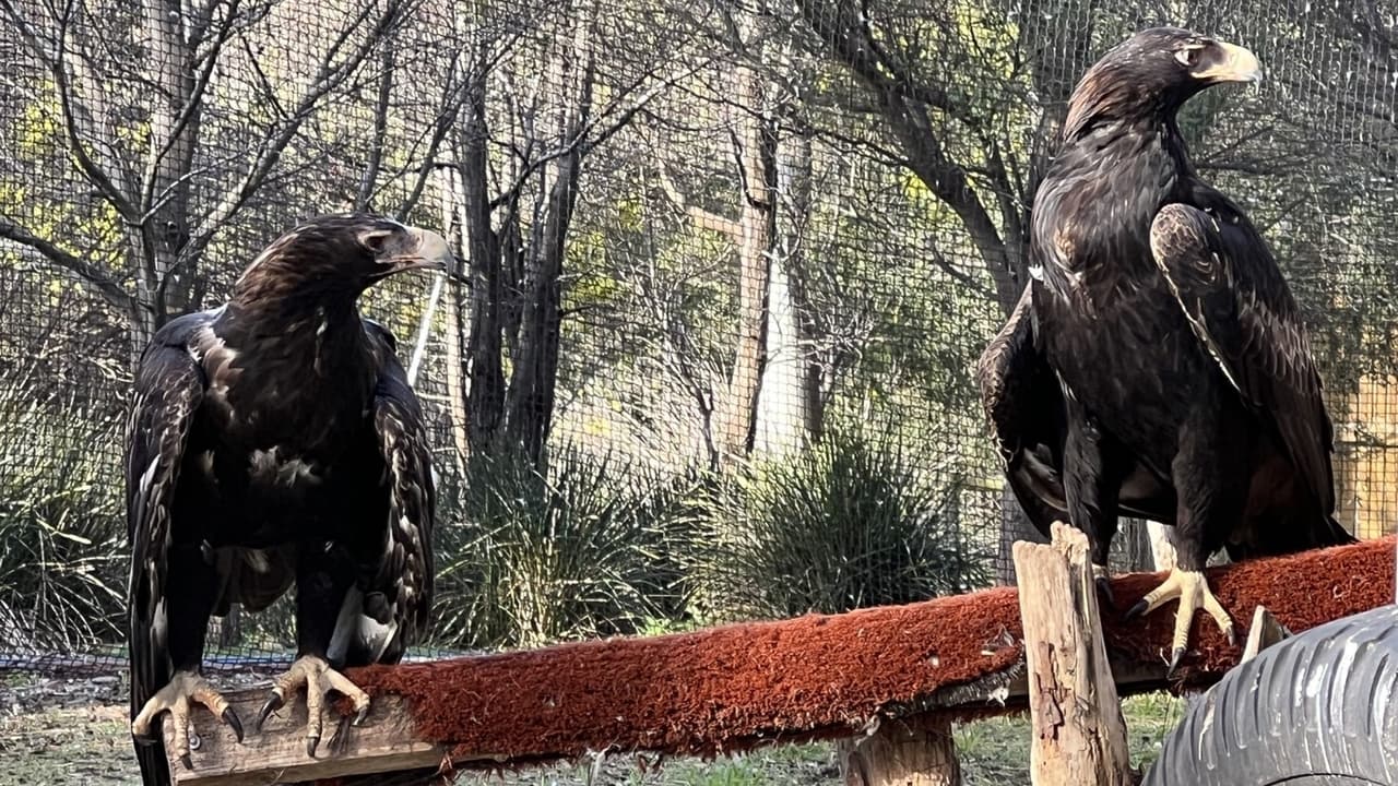 AIKO POWERS CONSERVATION EFFORTS AT TASMANIA'S RAPTOR REFUGE