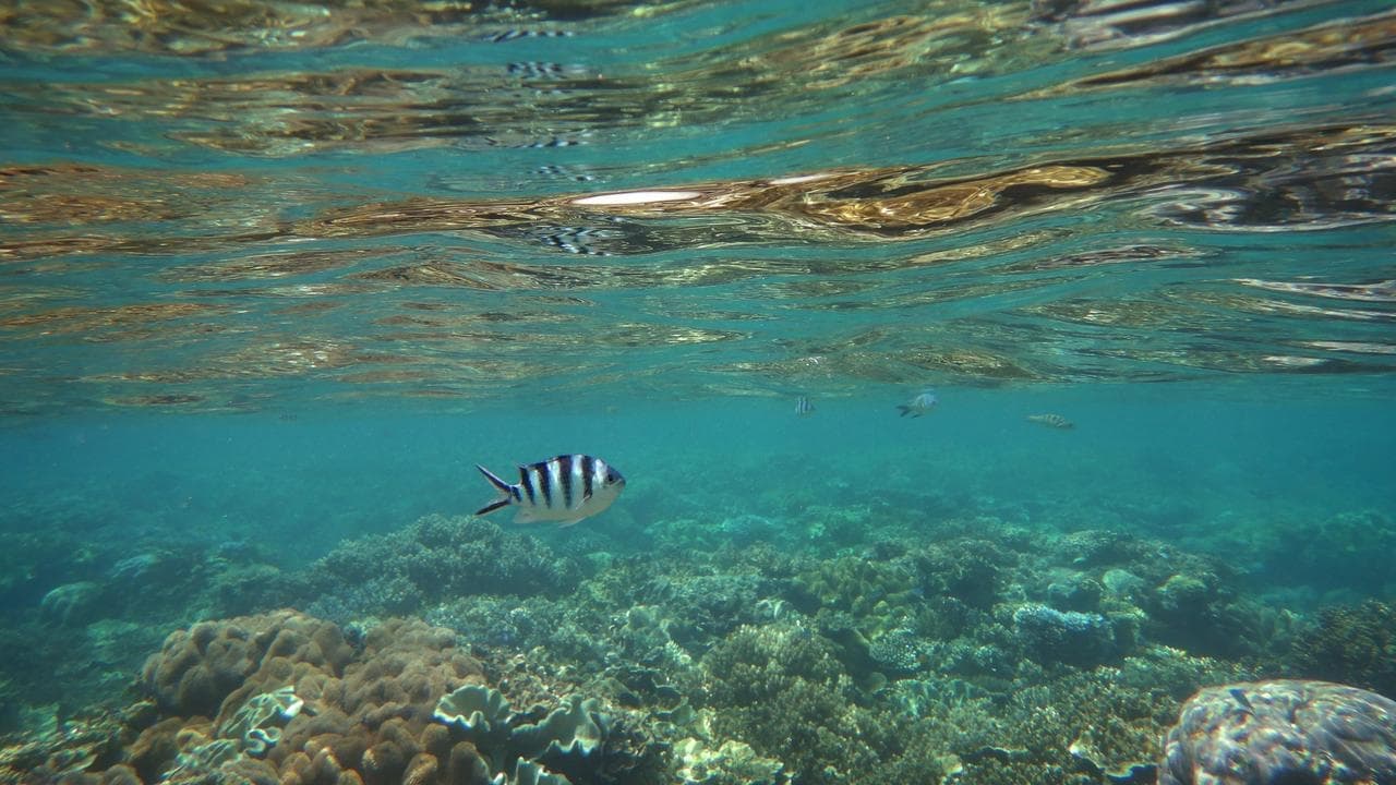 Summer heatwave conditions predicted for barrier reef