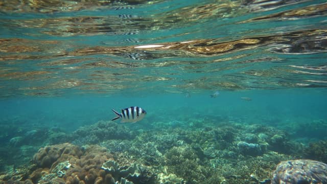 Summer heatwave conditions predicted for barrier reef