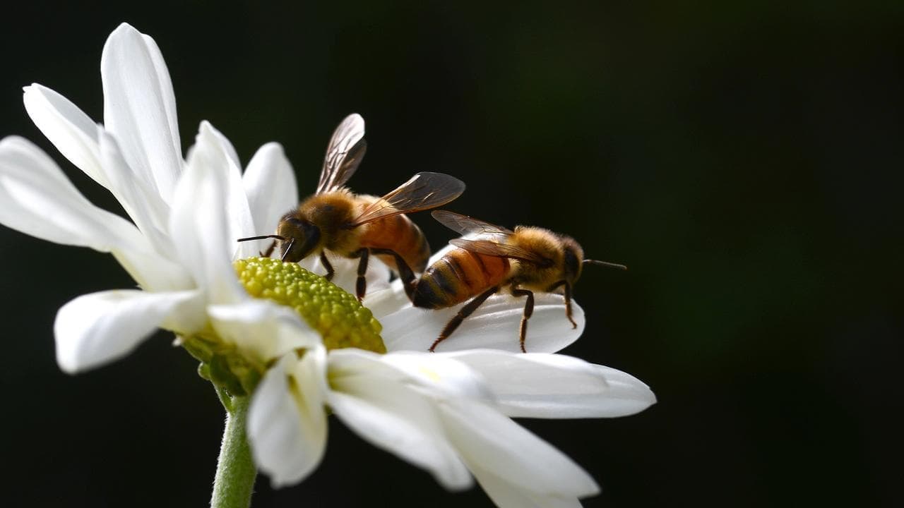 Bee-sieged island keeping deadly mite at bay