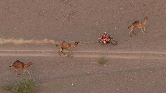 Defending champ Sanders dodges camels to lead in Dakar