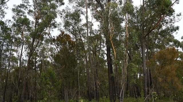 Quietly dying: few forests spared from tree losses